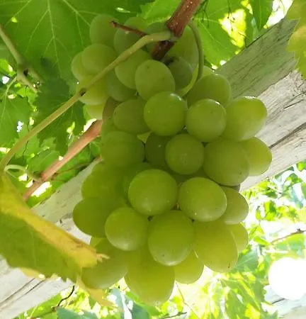 Miltiadis Ambelas